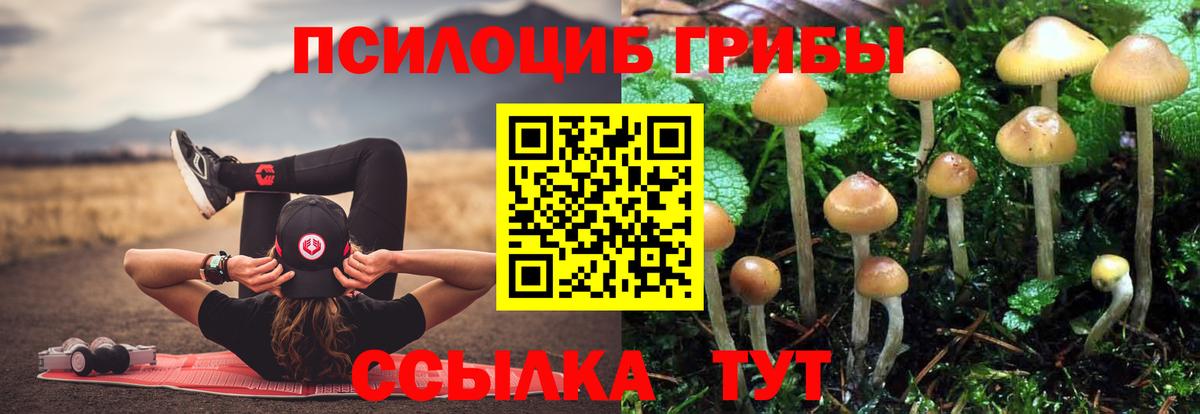 закладки  Вход с VPN  Тосно  Псилоцибиновые грибы MAGIC MUSHROOMS  Псилоцибиновые грибы Magic Shrooms 